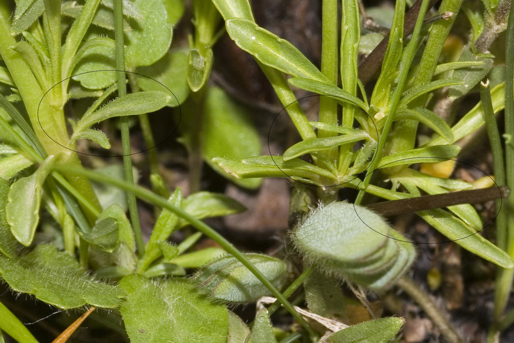 Viola calcarata/Viola con sperone